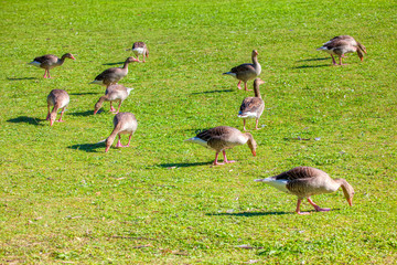 group of geese grazing fresh grass