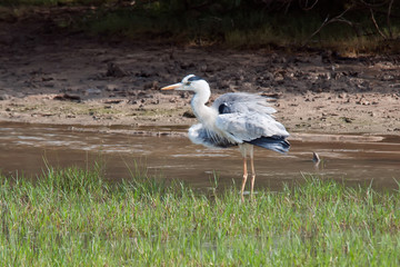 Grey heron