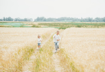 Naklejka na ściany i meble Brother and cute sister running in the wheat field in sunny day