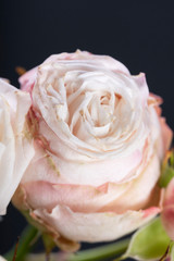 Close up of white-pink eustoma roses on dark background. Studio lighting