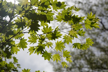 branch of tree in spring