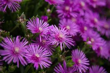 Obraz premium purple flowers in the garden