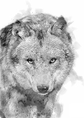 wolf, watercolor background, print, brush, poster, portrait, grunge, black and white