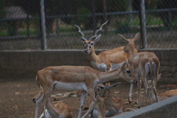 Black Buck Family