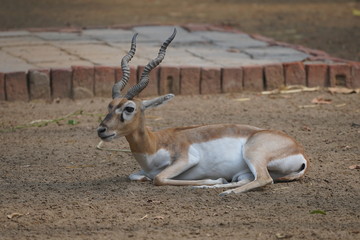 Black Buck Sitting in the Zoo