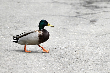 Male duck walking down a concrete path.