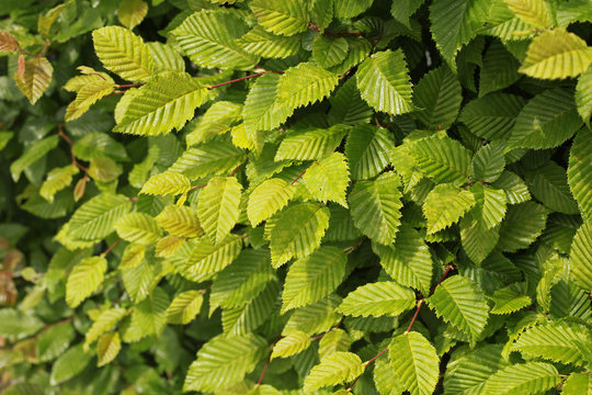 Haie de Carpinus betulus	