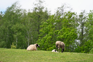 Sheep and cub on pasture in the distance.