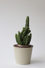 Close up cactus on White Background