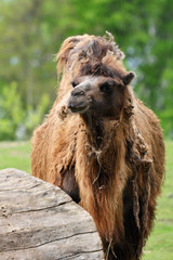 Adult brown camel with growing hair.