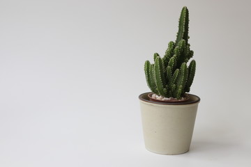 Close up cactus on White Background