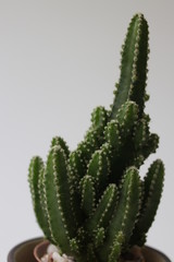 Close up cactus on White Background