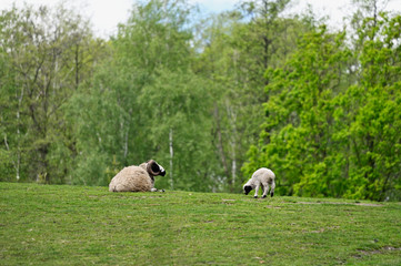 Fototapeta premium Sheep and cub on pasture in the distance.