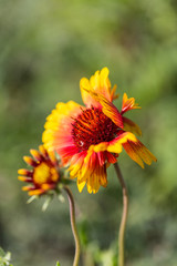 Outdoor spring, blooming yellow flower, gerbera，Gaillardia pulchella Foug.