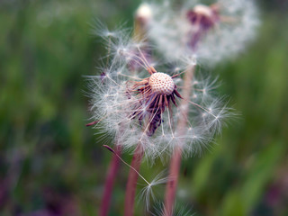 dandelion on green background