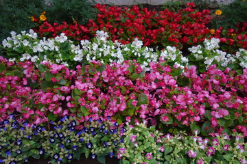 パンジーとビオラとマリーゴールドの花壇