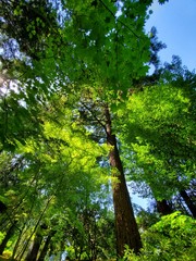 Colorful Trees, Forest in Washington Park, Portland Oregon, Nature Background Image