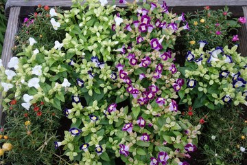 パンジーとビオラの花壇