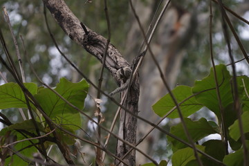 Squirrel Sitting on Tree