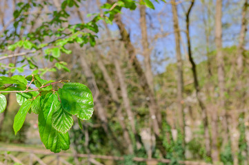 spring green leaves and blue sky. Texture and natural nature. Free space for text.