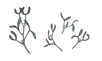 Mistletoe isolated branches on white background