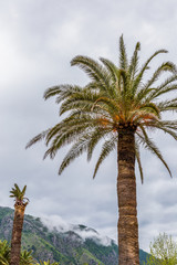 Palms in Montenegro