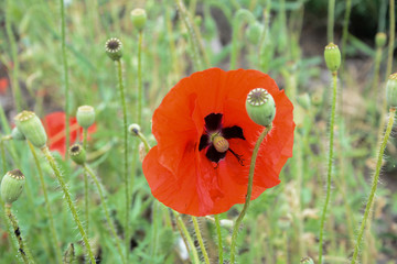 red poppy in a field