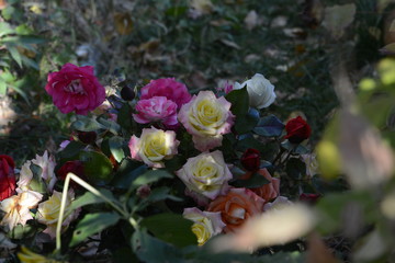 roses
