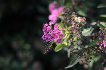 purple flowers in the garden