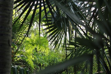 Obraz na płótnie Canvas Palm trees in a botanical garden