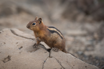 Golden mantled ground squirrel in Eastern Oregon