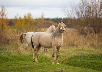  Dva poni gulyayut v osennikh polyakh 32/5000 Two ponies walk in the autumn fields