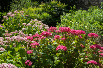 Obraz premium Jardin botanique avec des hortensias