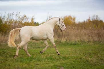 Obraz premium Isabel stallion frolics in the autumn fields