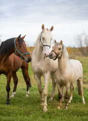 Three stallions walk in the autumn fields