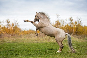 Fototapeta na wymiar Welsh pony frolics in the autumn fields