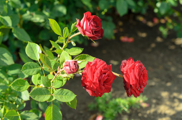 blomming flowers in the green garden on summer or spring