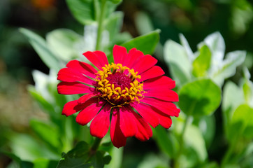 blomming flowers in the green garden on summer or spring