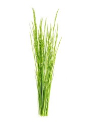 Bunch of wild green field grass isolated on white background