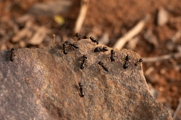 Carpenter Ants at work, in wild
