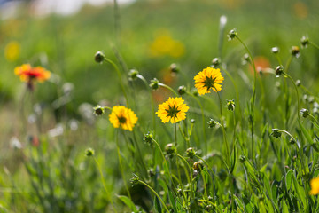 Outdoor spring, blooming yellow flower close-up, Coreopsis，Coreopsis drummondii Torr. et Gray