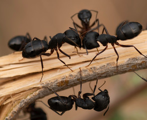 Carpenter Ants at work, in wild