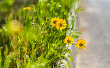 Outdoor spring, blooming yellow flower close-up, Coreopsis，Coreopsis drummondii Torr. et Gray