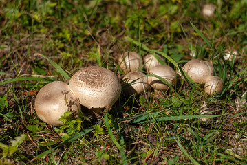 Young champignons in the meadow. Close-up on a sunny day.