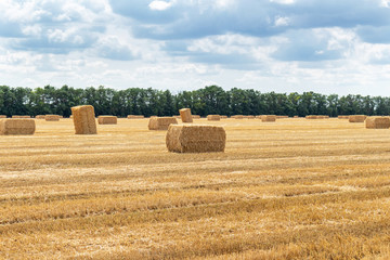 harvested grain cereal wheat barley rye grain field, with haystacks straw bales stakes cubic rectangular shape on the cloudy blue sky background, agriculture farming rural economy agronomy concept