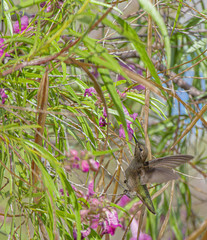 Green Hummingbird Getting Nectar from Pink Arizona Flower