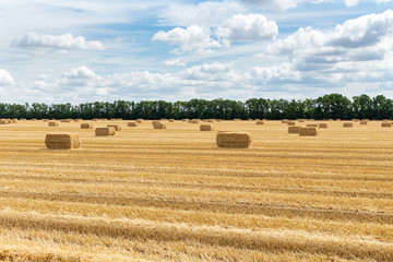 Fototapeta premium harvested grain cereal wheat barley rye grain field, with haystacks straw bales stakes cubic rectangular shape on the cloudy blue sky background, agriculture farming rural economy agronomy concept