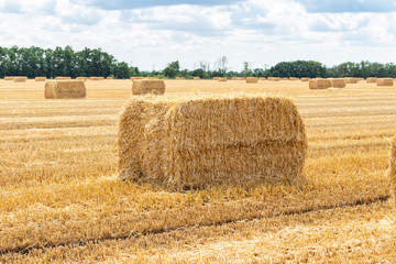 harvested grain cereal wheat barley rye grain field, with haystacks straw bales stakes cubic rectangular shape on the cloudy blue sky background, agriculture farming rural economy agronomy concept