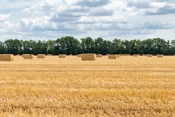 Fototapeta premium harvested grain cereal wheat barley rye grain field, with haystacks straw bales stakes cubic rectangular shape on the cloudy blue sky background, agriculture farming rural economy agronomy concept