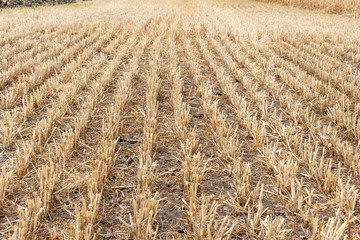 grains, wheat, cereals field after harvesting agriculture farming rural economy agronomy